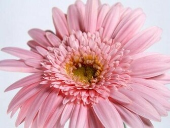 Single Flower Wallpaper