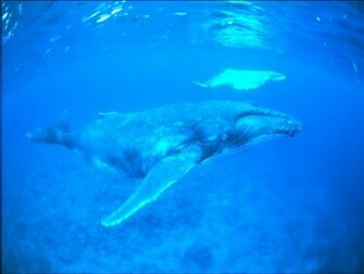 Whale Wallpaper