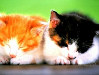 Kitten Achtergronden Jonge Katjes HD Kittens Wallpaper Foto Jpg