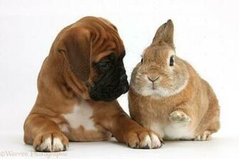 Wp38054 Boxer Puppy Boris Weeks Old With Netherland Dwarf Cross