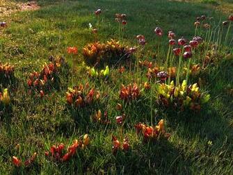 Sarracenia Purpurea An Illegal Alien In England Mus Kautas