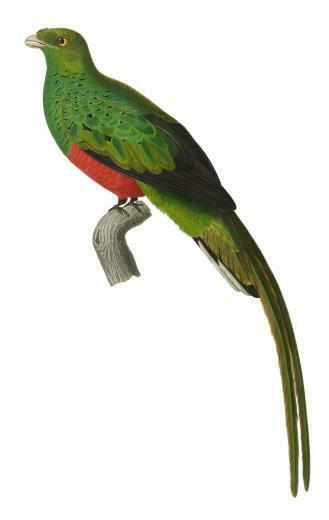 Pavonine Quetzal Wikipedia