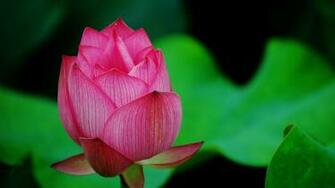 Revolution Wallpaper Flowers HD 1080p