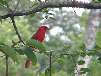Cardinal Bird Wallpaper Background