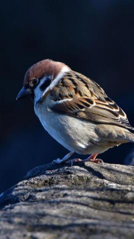 Birds Wallpaper