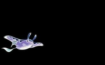 Mantine Pokemon Wallpaper