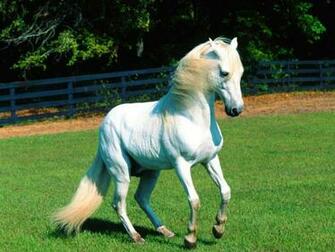 Horse iPhone Cool Wallpaper High Quality Background For
