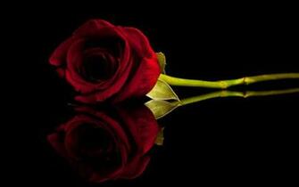 Black Roses Background Wallpaper Pictures To
