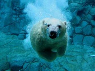 Amazing Animal HD Wallpaper
