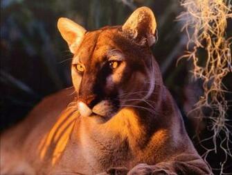 Florida Panther