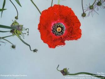Flower Photoshoot Wallpaper National Geographic Pictures