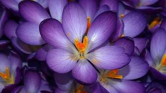Flower Flowers Opened Purple Background Wallpaper HD