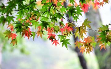 Maple Leaf Leaves Spring Wallpaper 4k