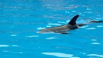 Dolphin Wallpaper Barbaras HD