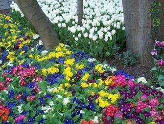 Flowers Everywhere Spring Wallpaper