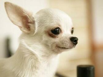 Zoo Park Cute Puppies Wallpaper Puppy For Desktop