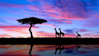 African Animals Wallpaper