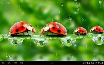 Rain Live Wallpaper Beautiful With Rainy Effect