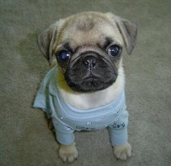 Read This Article Animals Cute Pug Puppies With The Title