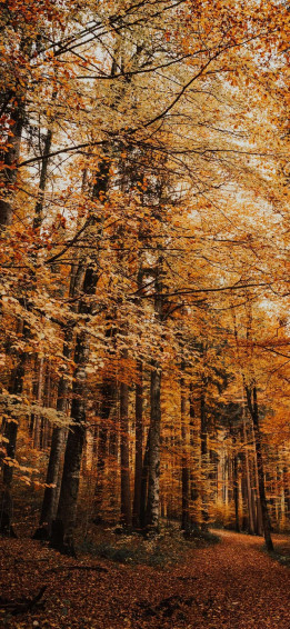 Beautiful Fall Wallpaper For iPhone May The Ray