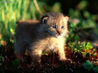 Canadian Lynx Animals Wallpaper