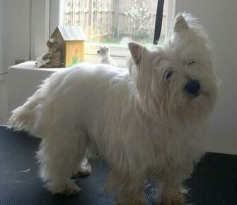 Westie Dogs Wallpaper Background Desktop