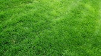 Natural Grass Wallpaper Green Background Pictures And Image