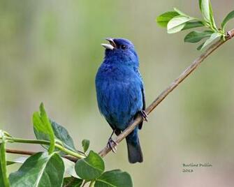 Blue Bird High Quality And Resolution Wallpaper On