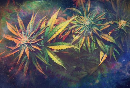 Weed Plant Gif
