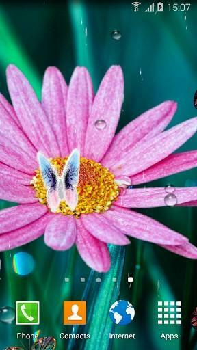 Butterfly Live Wallpaper For Android By 3d
