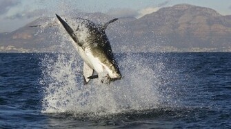 Great White Shark Wallpaper