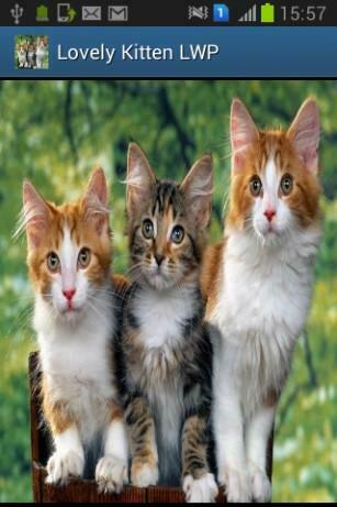 Talking Tom Cat Live Wallpaper For Android Appszoom