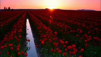 Skagit Valley 4k 5k Wallpaper 8k Washington Usa Tulip Fields