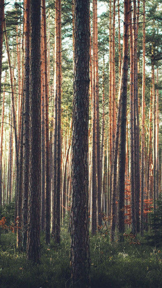 Wood Tree Mountain Summer Nature Green iPhone Plus Wallpaper