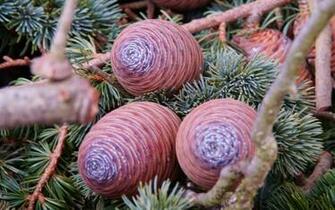 Pine Cone Wallpaper In HD Quality For