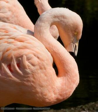 Pink Flamingo