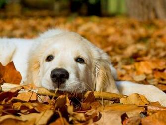 Cute Dog Dogs Wallpaper