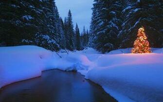 Winter Beautiful Archive Pictures Forest Background