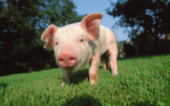 Baby Pigs Wallpaper