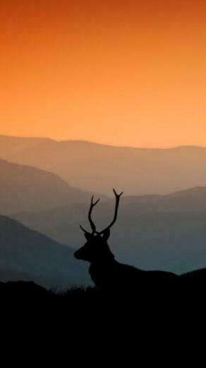 The Stag iPhone Wallpaper