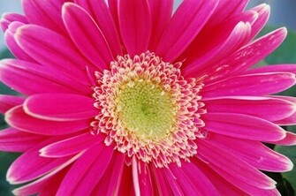 Pink Gerber Daisy Image Pictures Becuo