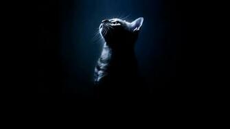 Category Animals HD Wallpaper Subcategory Cats