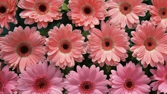 Pink Flower Bundle Wallpaper Flowers Bloom Floral