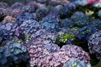 Purple Blue Yellow Hydrangea Flowers Nature Pictures By