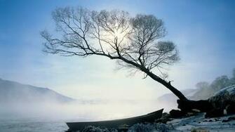 Winter Trees Wallpaper Grasscloth