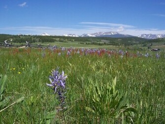 Montana Spring Meadow Wallpaper