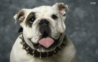English Bulldog Desktop Wallpaper Dogbreedswallpaper
