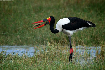 Bird For Screensaver HD Wallpaper Background