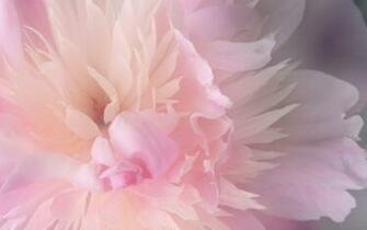 Spring Flower Wallpaper