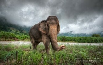 Elephant Background For Desktop Wallpaper